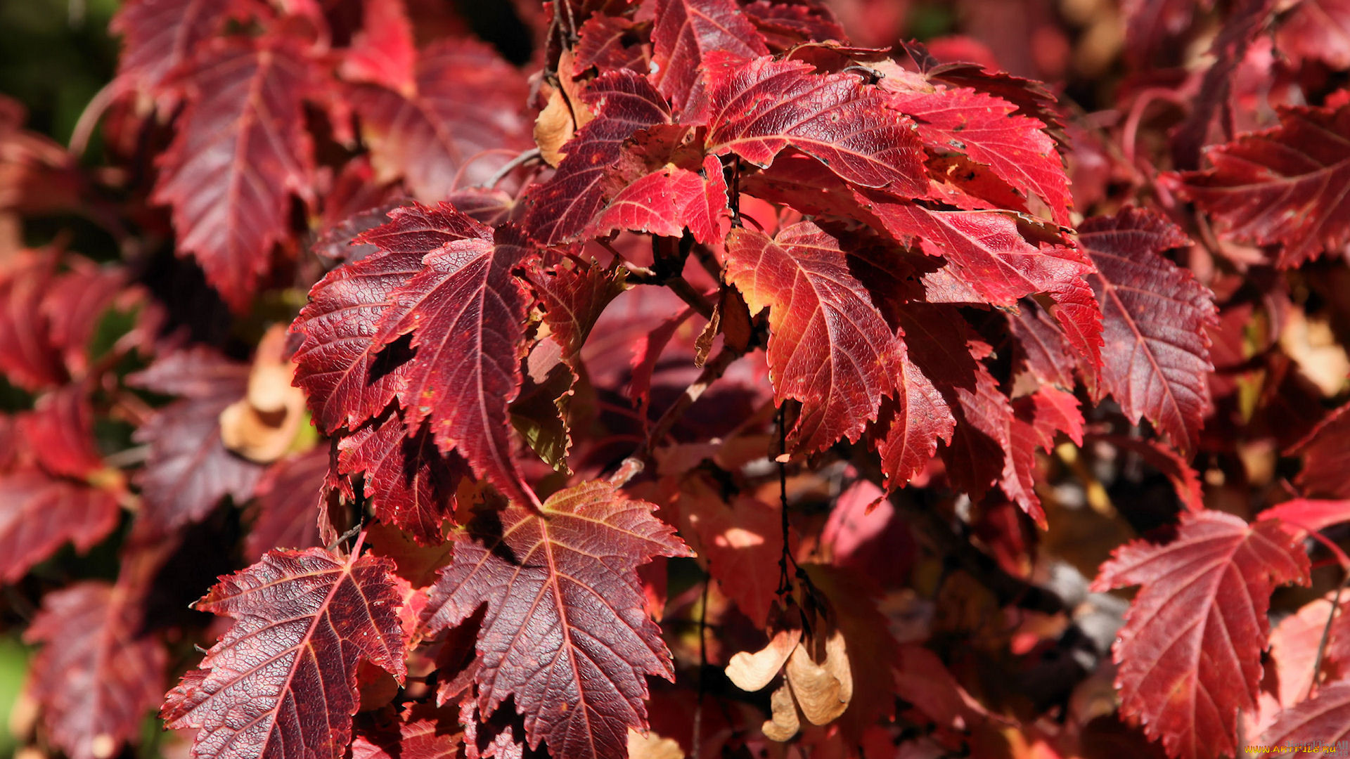 �������, ������